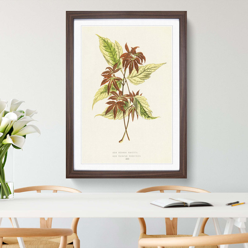 Boxelder Maple Leaf - Framed Print, Walnut Framed, 87cm H x 62cm W x 2cm D