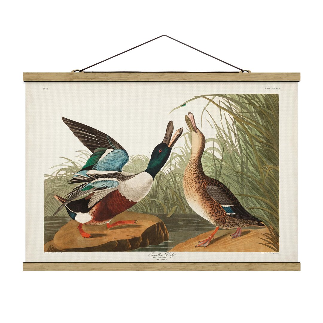 Wandbild Vintage Educational Board Enten II