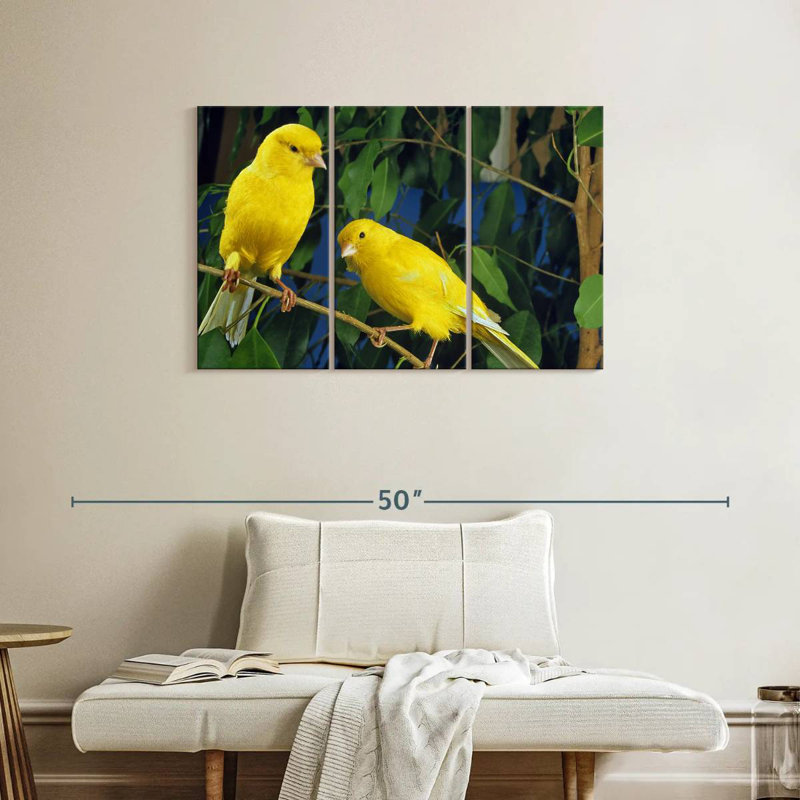 Canari Brampt, H 24 po x l 38 po