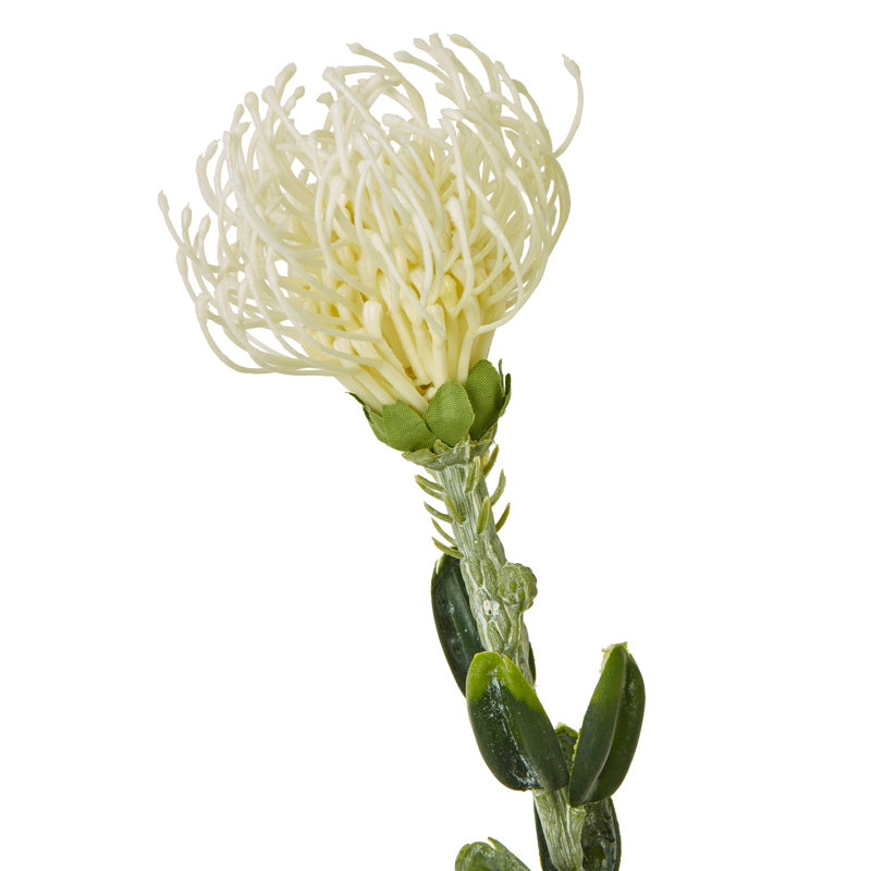 Anastasija Arrangement, Cream