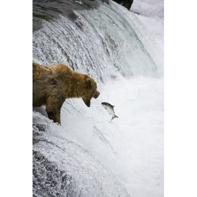 Alaskan Brown Bear by Fishfetish - Wrapped Canvas Print