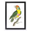 Mayna Barbet Bird by George Shaw - Framed Print-55617613-55617615