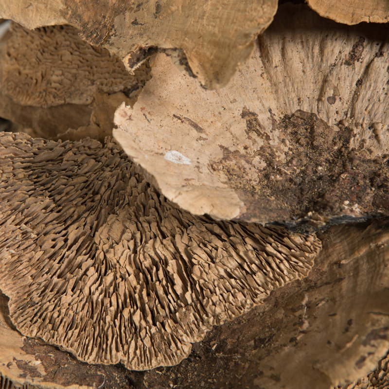 Vickerman Natural Botanicals 4"-6" Sponge Mushroom, Medium. Includes 50 pieces per Pack.