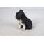 Statut chiot boston terrier assis