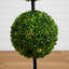 36 plantes