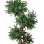Boxwood Tree in Fiberstone Pot