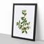 Italian Buckthorn Tree by Pierre-Joseph Redoute - Framed Print-55576038-55576037