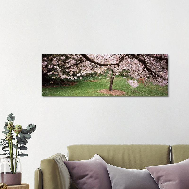 Cherry Blossom Tree In A Park, Golden Gate Park, San Francisco, California, USA - Wrapped Canvas Panoramic Print