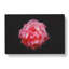 Lone Pink Carnation - Wrapped Canvas-56630454
