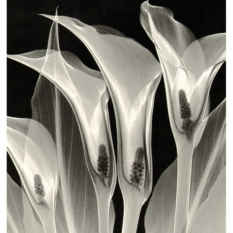 Quatre Callas # 3, H 21 po x l 20 po