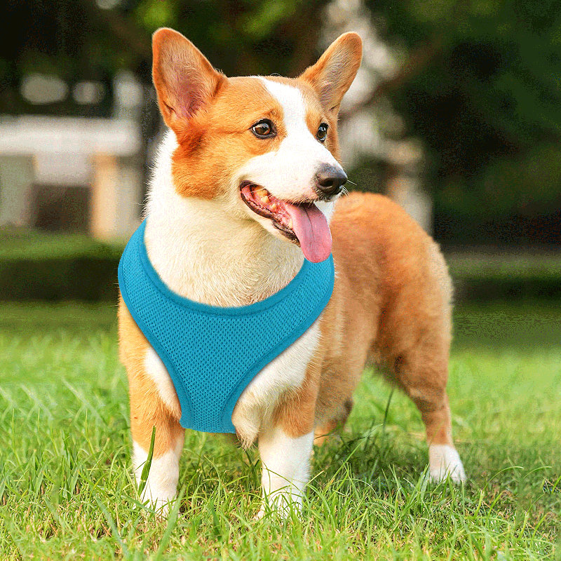 Harnais pour chien en maille, harnais anti-traction ajustable et rembourré avec anneau en D et boucle pour chiens, Bleu ciel