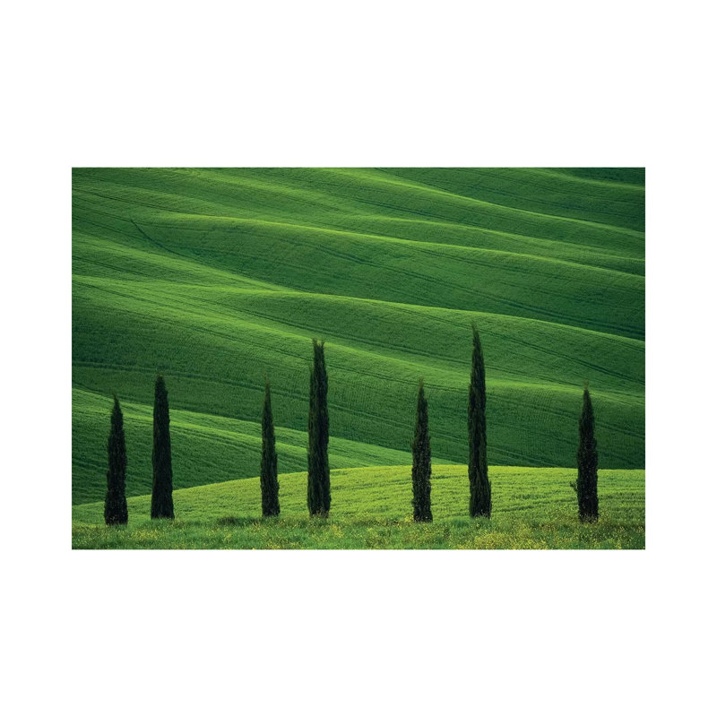 Europe, Italy, Tuscany, Val D' Orcia. Cypress Trees And Wheat Field. by Jaynes Gallery - Wrapped Canvas Print