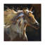 " Spirit Horse " by Carolyne Hawley-33519037