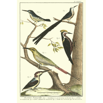 Martinet Bird Family III - Wrapped Canvas Print