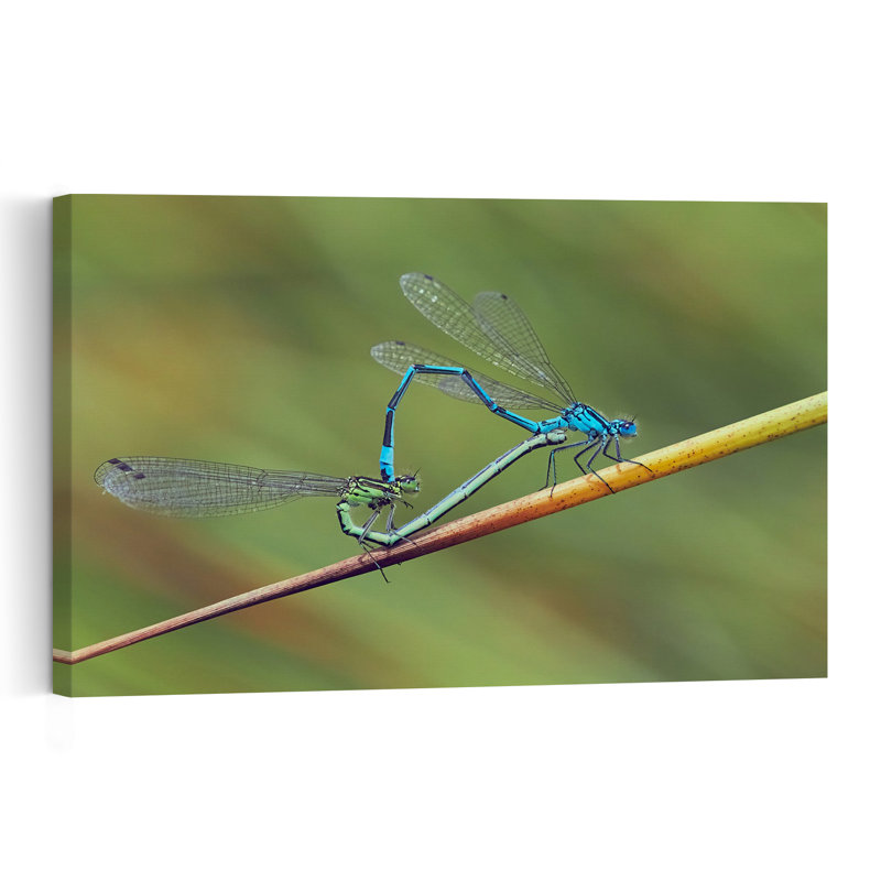 Mating Damselflies Heart Shape Delicate Vibrant Contemporary Animal Nature Wall Art Print 1 Piece Wrapped Canvas Wall Art