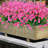 Mixed Assortment Arrangement-1616388580