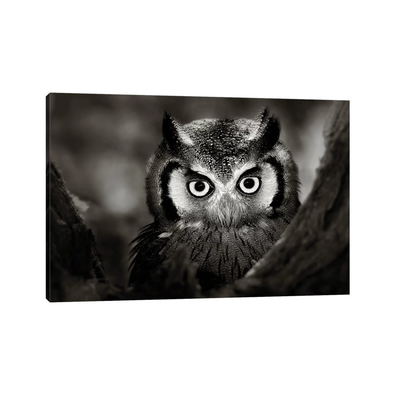 White-Faced Owl by Johan Swanepoel - Print on Canvas, 66.04 cm H x 45.72 cm W x 1.91 cm D, Wrapped Canvas