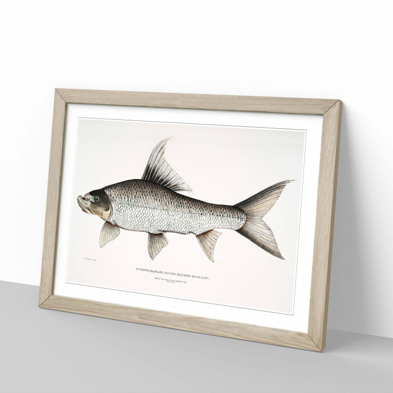 Rock Carp Illustration by John Edward Gray - Picture Frame Painting Print, Oak Framed, 36cm H x 48cm W x 2cm D