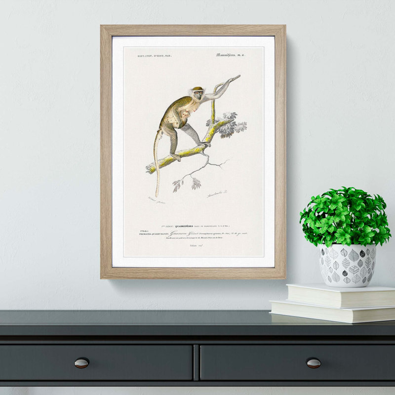 Grivet Monkey PL. 6 by Charles D'Orbigny - Picture Frame Painting Print, Oak Framed, 48cm H x 36cm W x 2cm D
