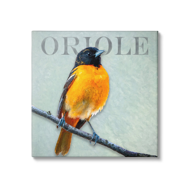 Portrait détaillé d'un oiseau Oriole perché par Alpenglow, impression sur toile tendue, H 17 po x l 17 po x P 1,5 po