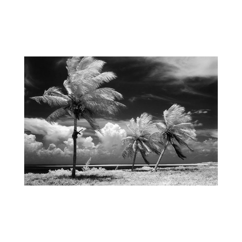 1960s Infrared Scenic of Tropical Palm Trees Blowing in Storm Florida Keys USA 1 Piece Wrapped Canvas Wall Art