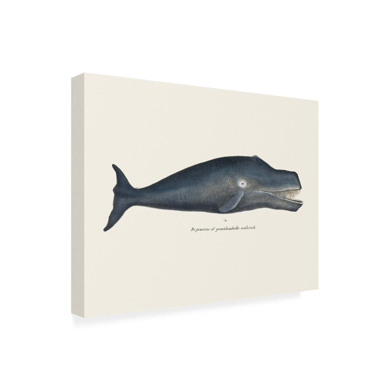 Rouleau bolognique, baleine I, H 14 po x l 19 po