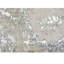 Area Rug in Beige/White/Gray-461073123