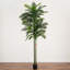 120 plantes Robellini
