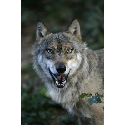 Grey Wolf by MikeLane45 - Wrapped Canvas Print