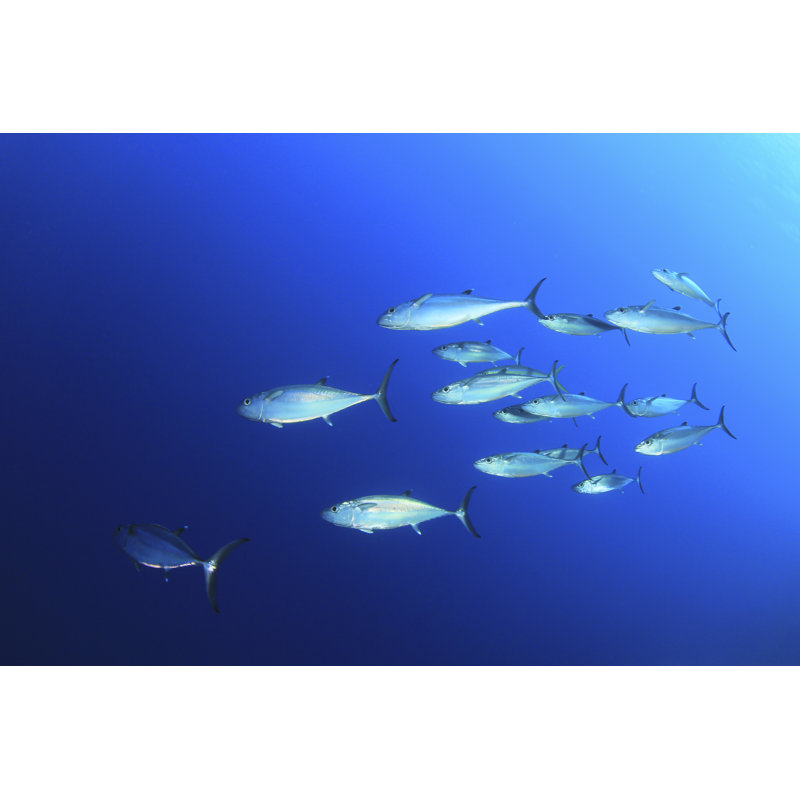 School Of Tuna - Wrapped Canvas Print, 20cm H x 30cm W x 3.8cm D