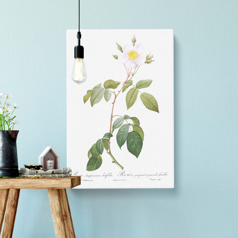 Climbing Rose In White by Pierre-Joseph Redoute - Wrapped Canvas Painting, 50cm H x 35cm W x 3cm D