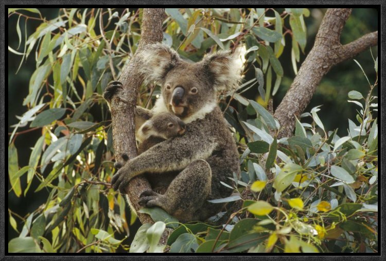 Mum And Baby Koala Wall Art Print Framed Canvas Poster – Gioia Wall Art