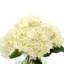 Hortensias en vase-1961224517