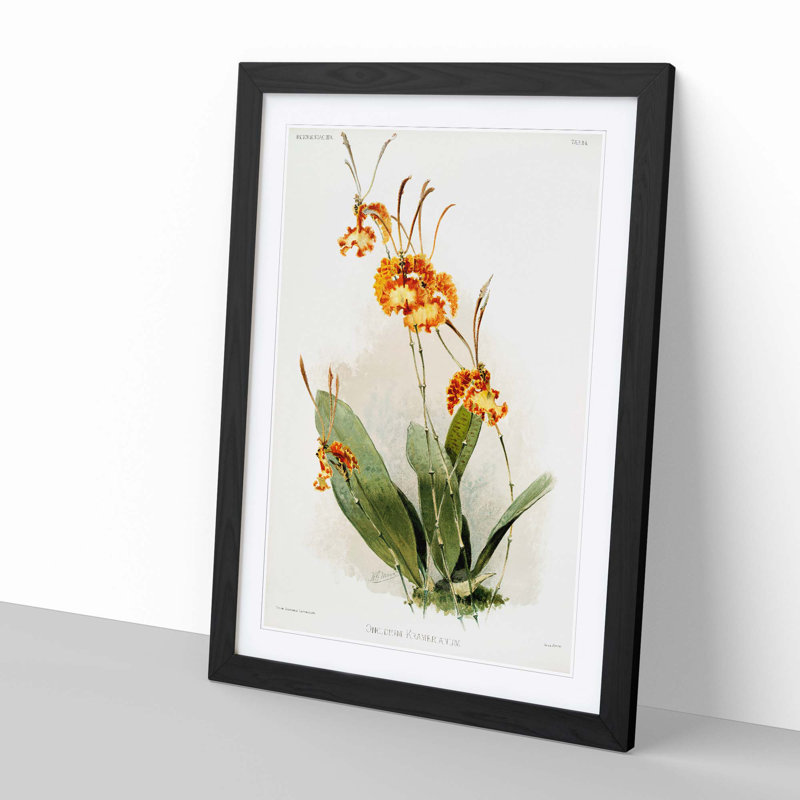 Magnolia Flowers Illustration Tab. 84 by Frederick Sander - Picture Frame Painting Print, 91cm H x 60cm W x 2cm D, Black