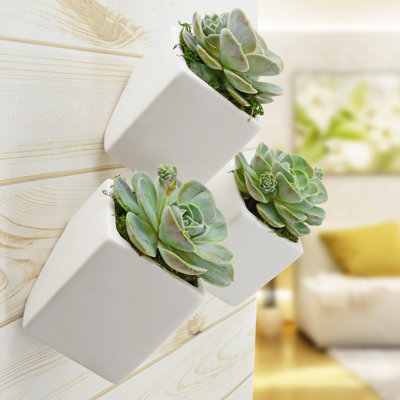 Ealy Ceramic Wall Planter