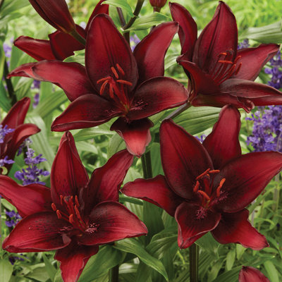Van Zyverden Lilies Black List Set of 8 Bulbs