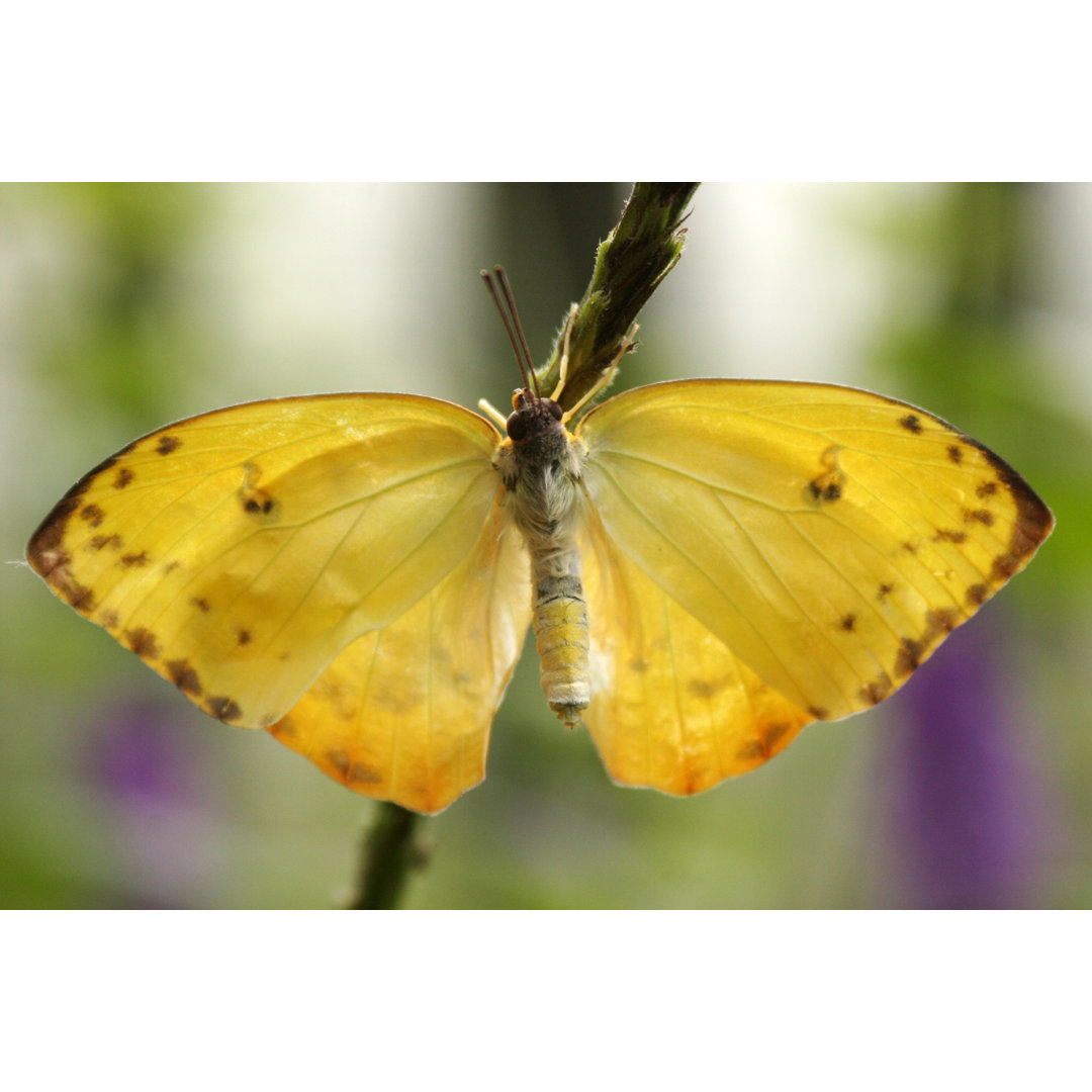 Schmetterling - Foto ohne Rahmen auf Leinwand