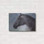 «Equine Encounter» par Robert Campbell-1970718750