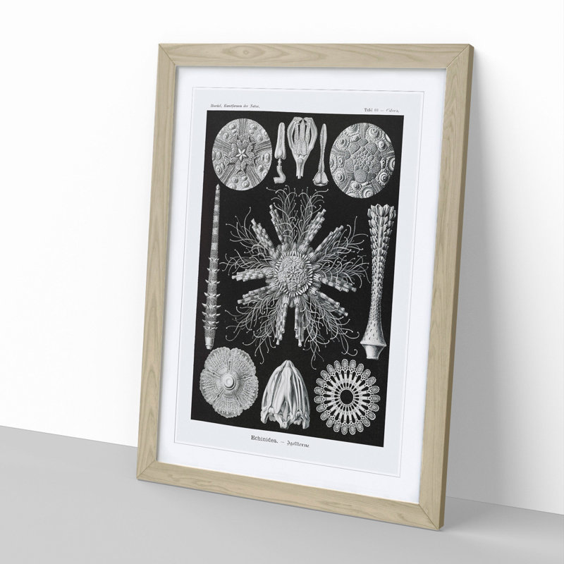 Echinoida Sea Urchin Vol.2 by Ernst Haeckel - Picture Frame Graphic Art, 65cm H x 48cm W x 2cm D, Oak Framed