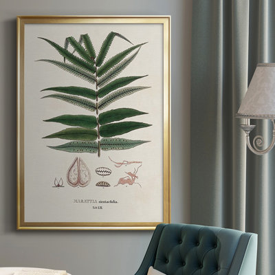 «Botanical Society Ferns III», reproduction encadrée de qualité supérieure - prête à être accrochée