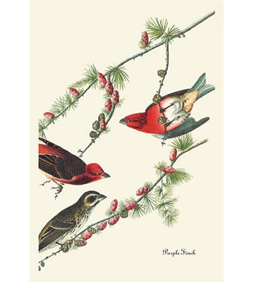 « purple finch » par john james audubon, impression