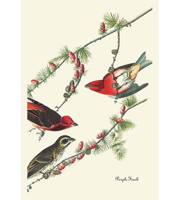 « purple finch » par john james audubon, impression