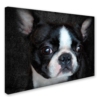 «Boston Terrier Portrait» par Vidur, impression sur toile tendue