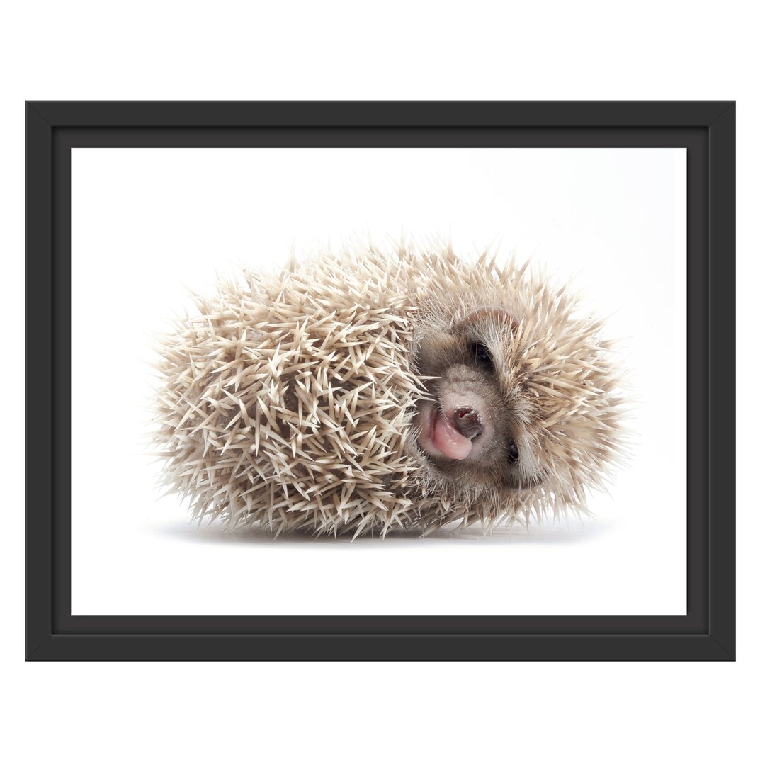 Gerahmtes Wandbild kleiner niedlicher Baby Igel