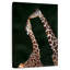 Girafes affectueuses-596320443
