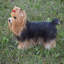Figurine Yorkshire Terrier