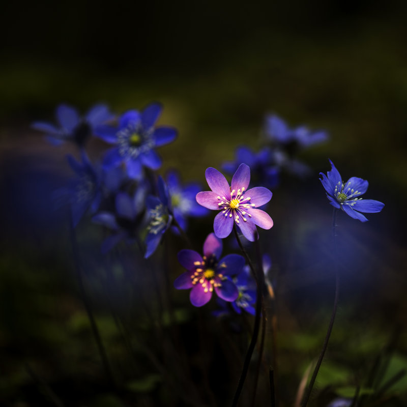 Hepatica Nobilis by Dansiga - Wrapped Canvas Print, 91cm H x 91cm W x 3.8cm D