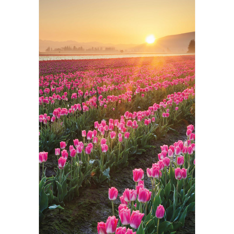 Tulipes de Skagit Valley II, H 48 po x l 32 po
