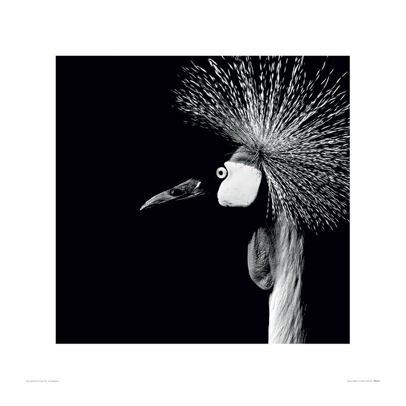 Marina Cano - No Frame Print, 40cm H x 40cm W
