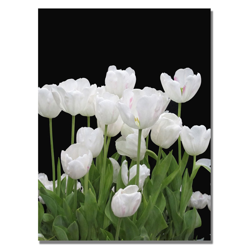 «White Tulips» par Kathie McCurdy - reproduction de photo sur toile, H 24 po x l 18 po x P 2 po